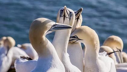 华体会在线下载-葡萄牙体育射手本赛季进球不断，葡萄牙国家队射手排名