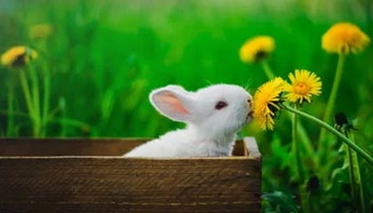 华体会hthapp下载-卡莱尔联锋线效率提升，蓝衫军盼止跌反弹，卡莱尔战绩