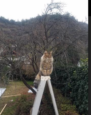 _花式篮球表演赛：运动之美无限延伸_，篮球花样表演