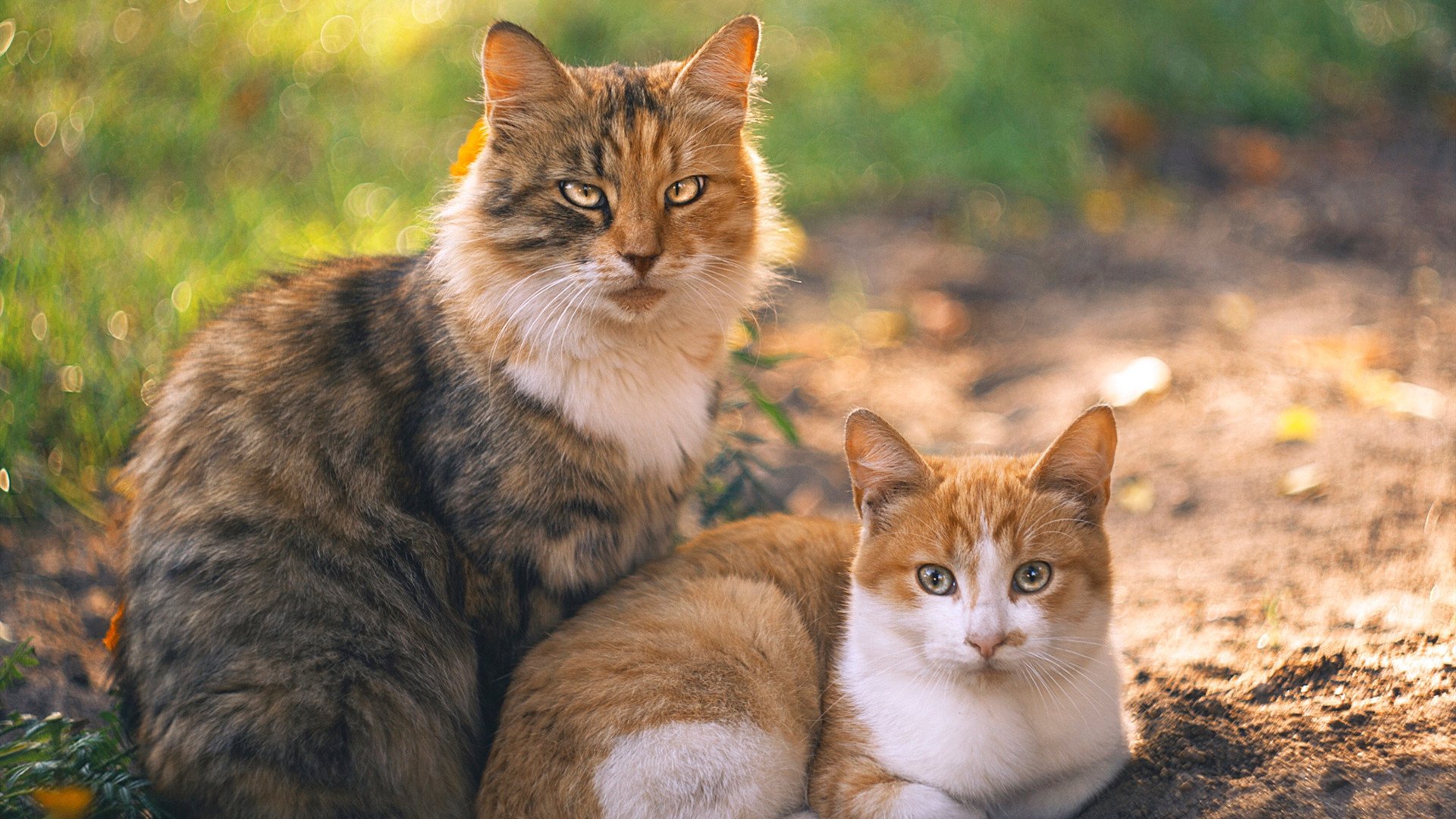 “法甲悬念升腾，豪门争霸进入最后阶段”，法甲新豪门