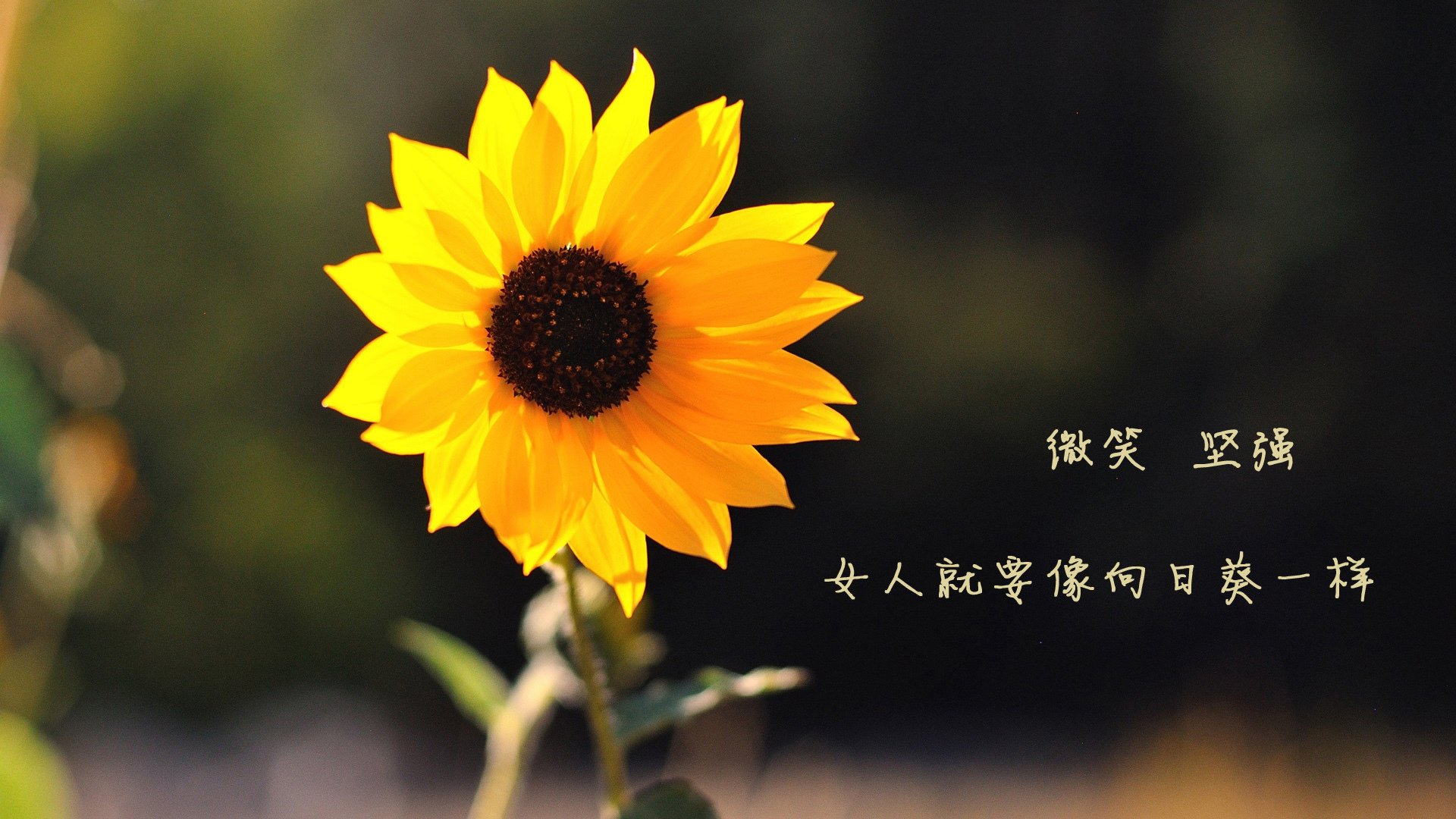 《电竞赛事直播新技术:4K画质与多角度实时切换》,电竞比赛如何投大屏直播