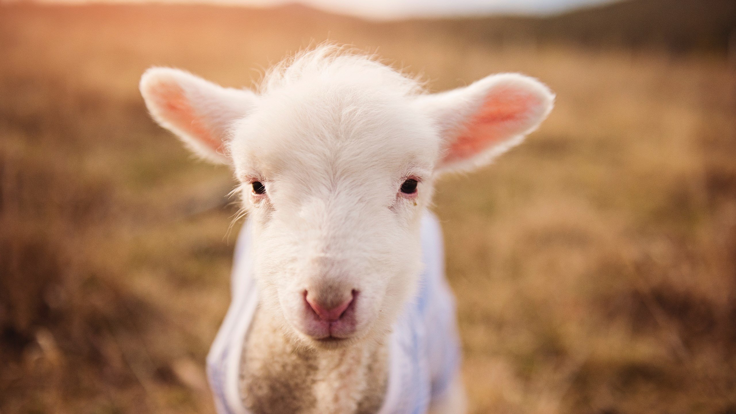 华体会hthhth app-【赛场风云】丁俊晖：攻坚克难的比赛技巧分享，播放丁俊晖的比赛视频