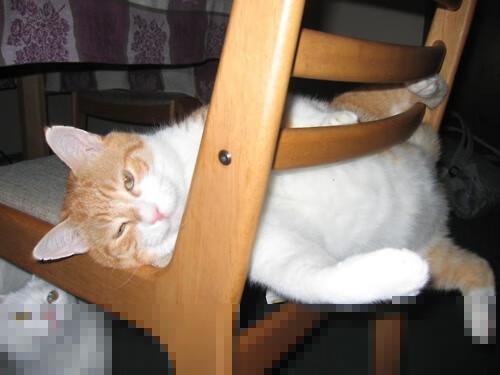 华体会app安装-公牛稳步前行！，公牛新品发布