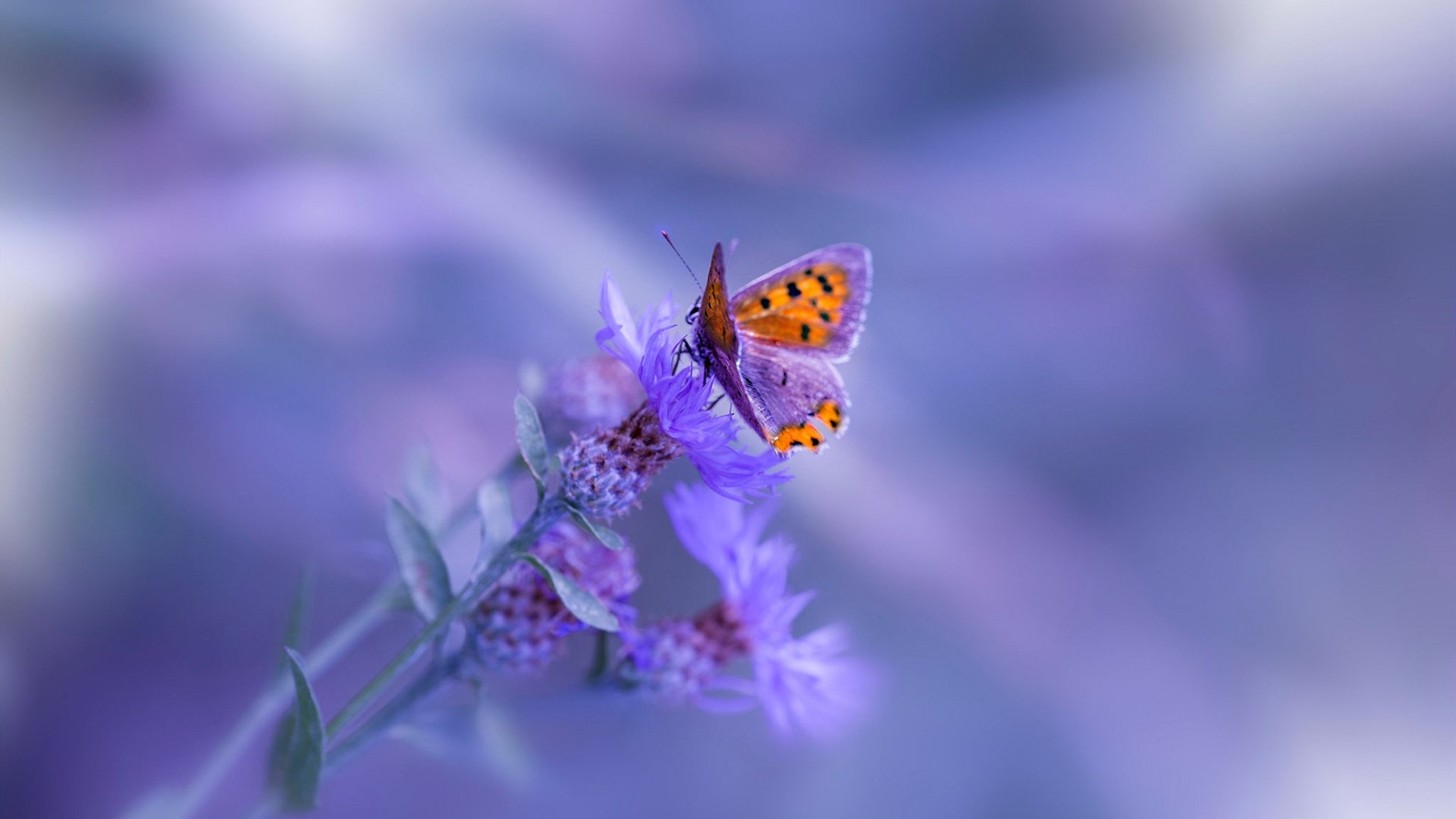 公牛稳步前行!,公牛新品发布