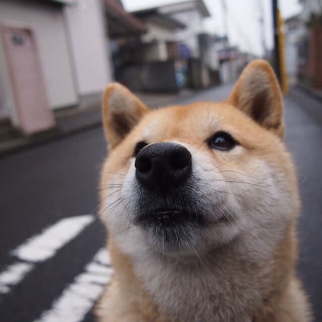 华体会在线下载-史上最大“黑马逆袭”：从边缘到巅峰的神奇转变，最大的黑马英文