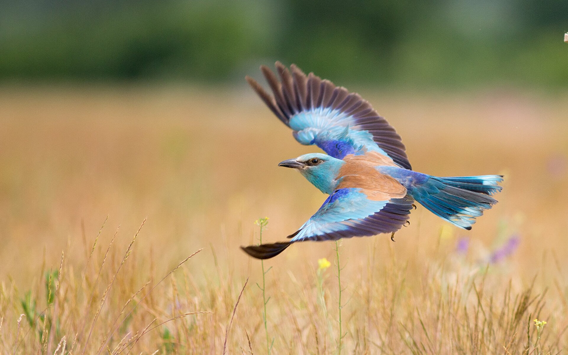 惊天逆转!王强末节连续三分,带队实现大逆袭!,王强去哪了