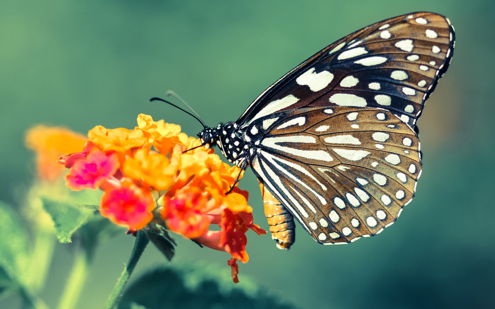 华体会手机网站-改革创新推动青少年足球场地普及，乡村振兴新引擎，推进全国青少年校园足球改革建设研究