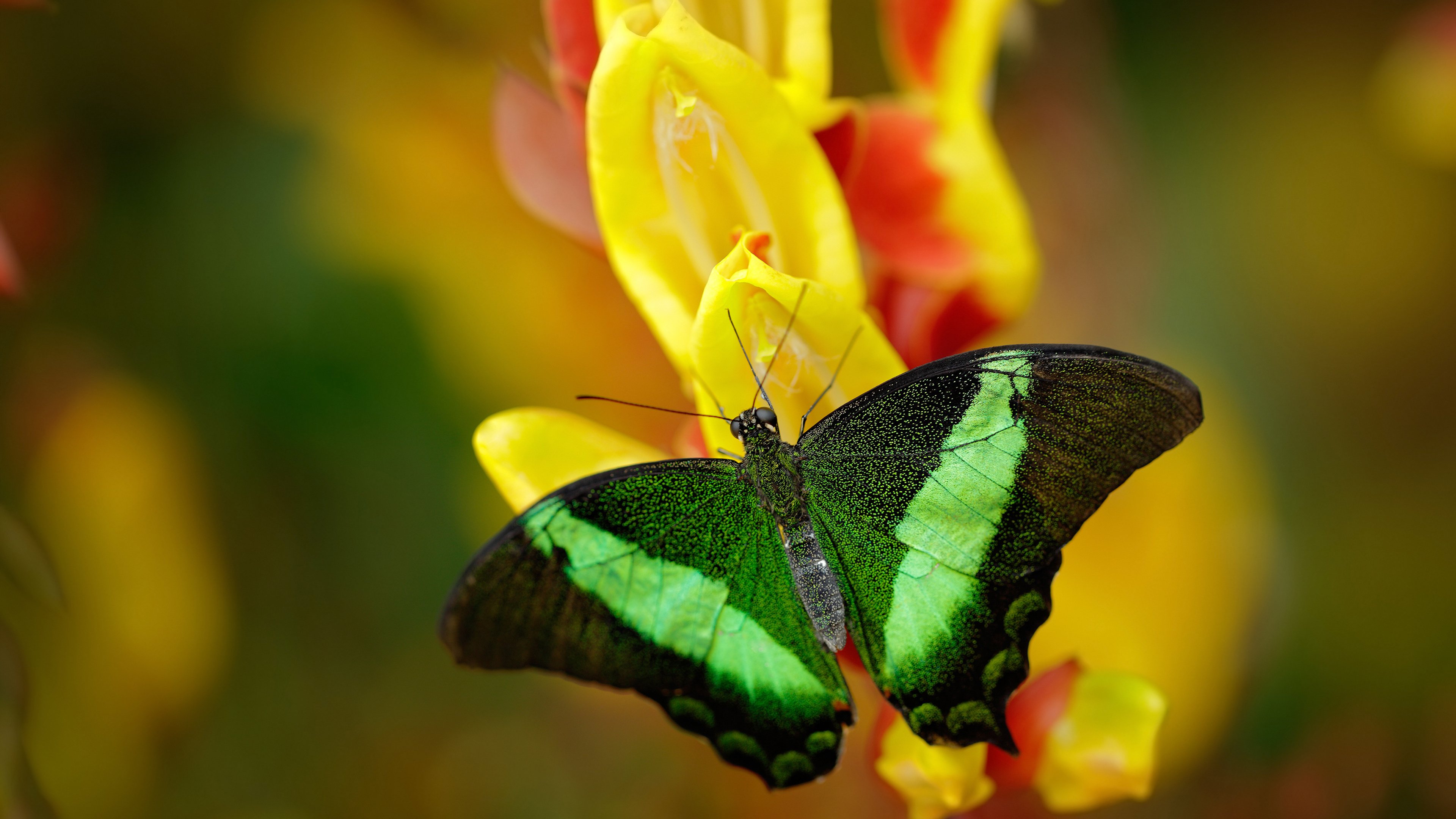 球迷投票揭晓,年度最佳防守瞬间是哪一幕?,nba最佳防守球员奖最多的