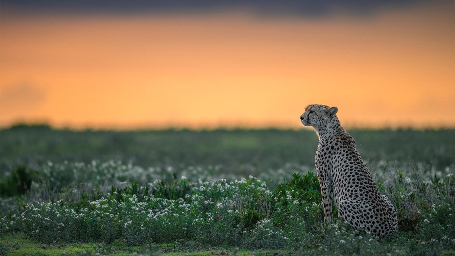 华体会hthapp注册-球迷热议：谁是本赛季最令人惊喜的新秀？，上赛季最佳新秀