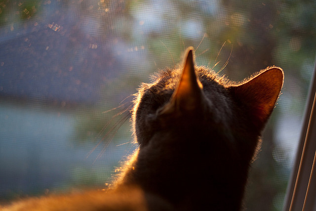葡萄牙男足未能晋级巴黎奥运会,葡萄牙男足未能晋级巴黎奥运会吗