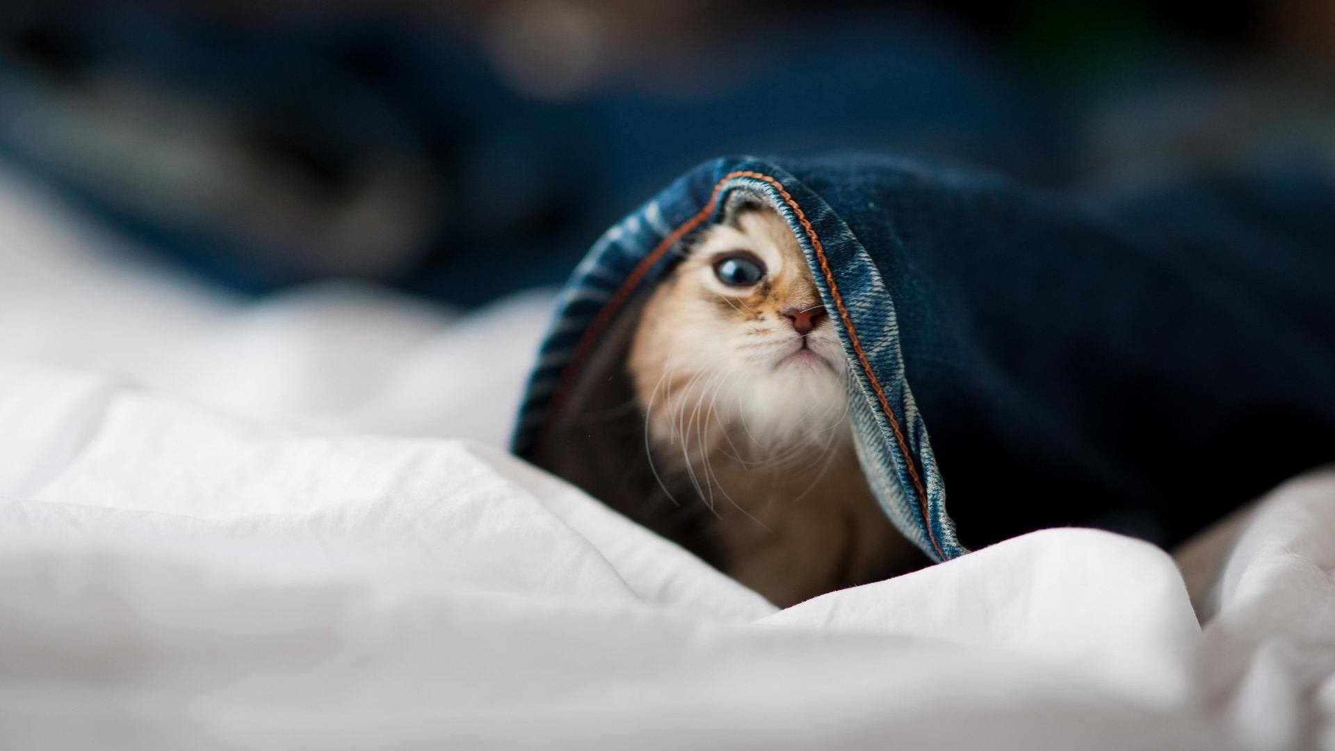 利物浦主场对阵布莱顿,博弈如火如荼,利物浦爆冷0-1不敌布莱顿