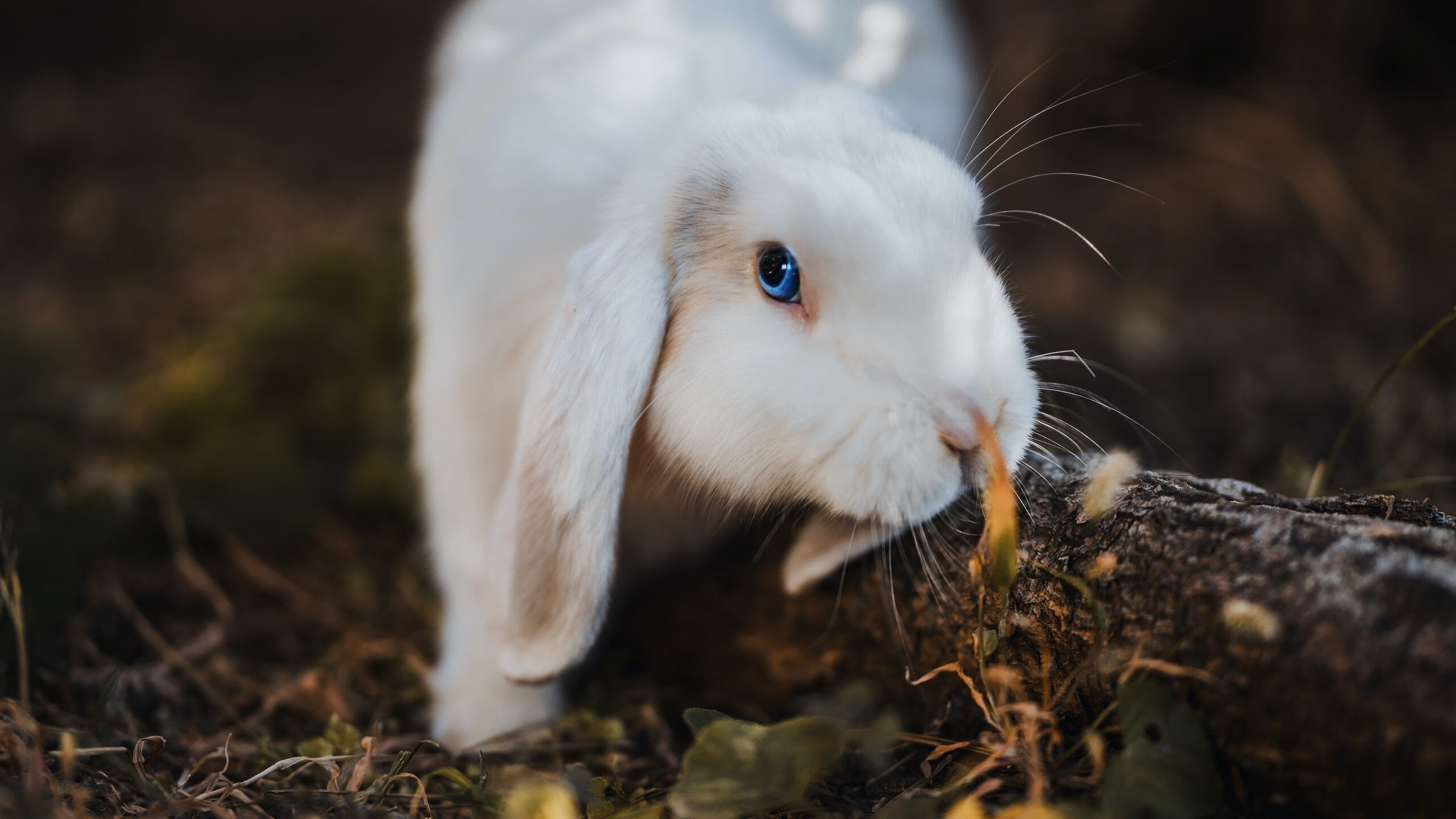 国家队篮球体能训练周期设计,国家队篮球体能训练周期设计方案