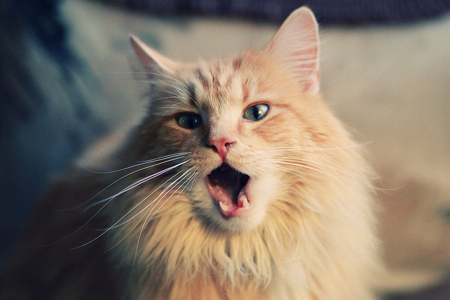 华体会登陆-墨西哥队计划引进海外归国球员，墨西哥国家队最新大名单