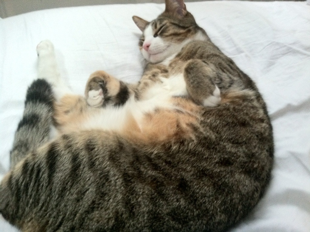 意甲是否应扩大青年球员上场时间，意甲最佳青年球员