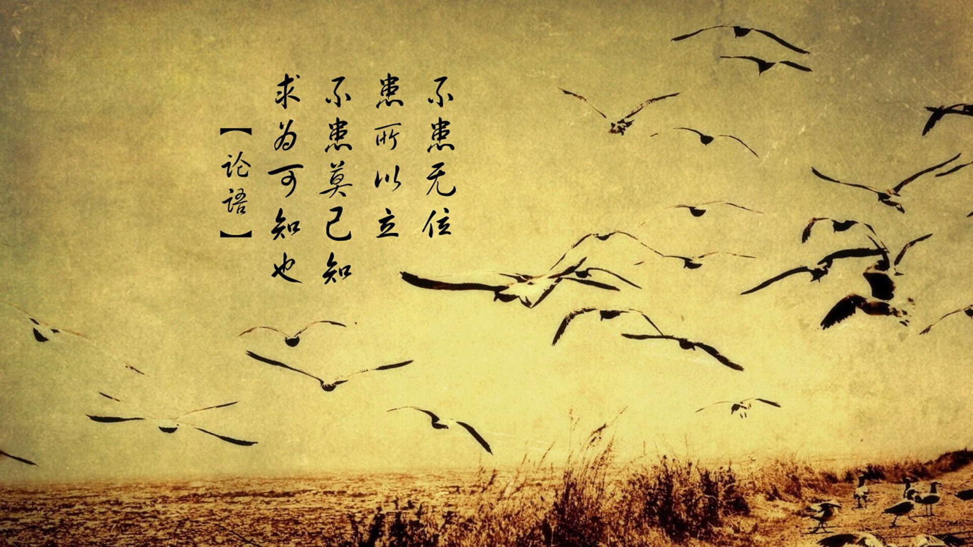 意甲新星表现抢眼,成为关注焦点,意甲新赛季前瞻