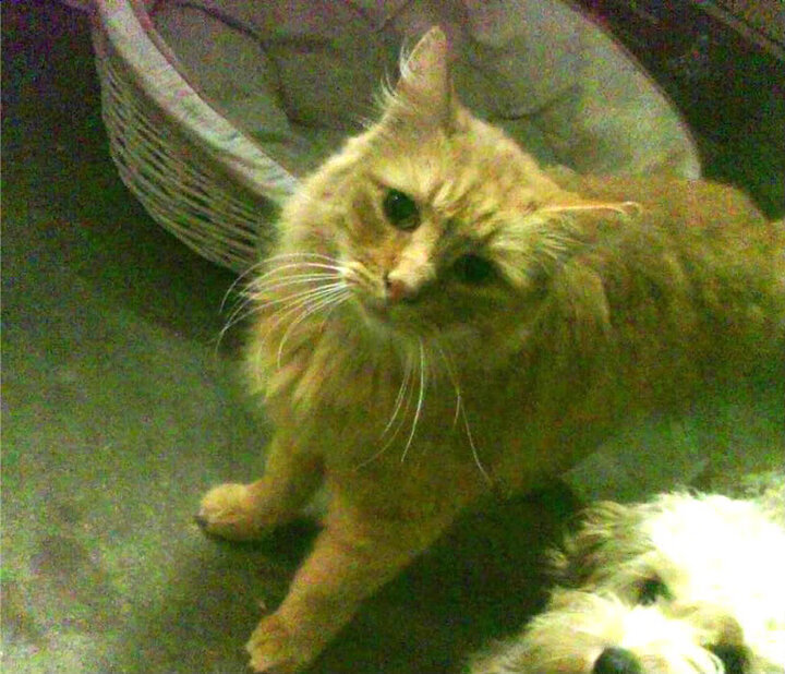 森林狼队内部人员调整 希望转运取得胜利,森林狼队球员