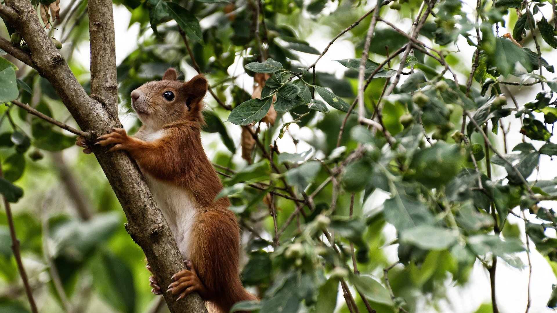 欧洲球队选拔新秀,培养未来篮球明星,欧洲篮球联赛明星球员