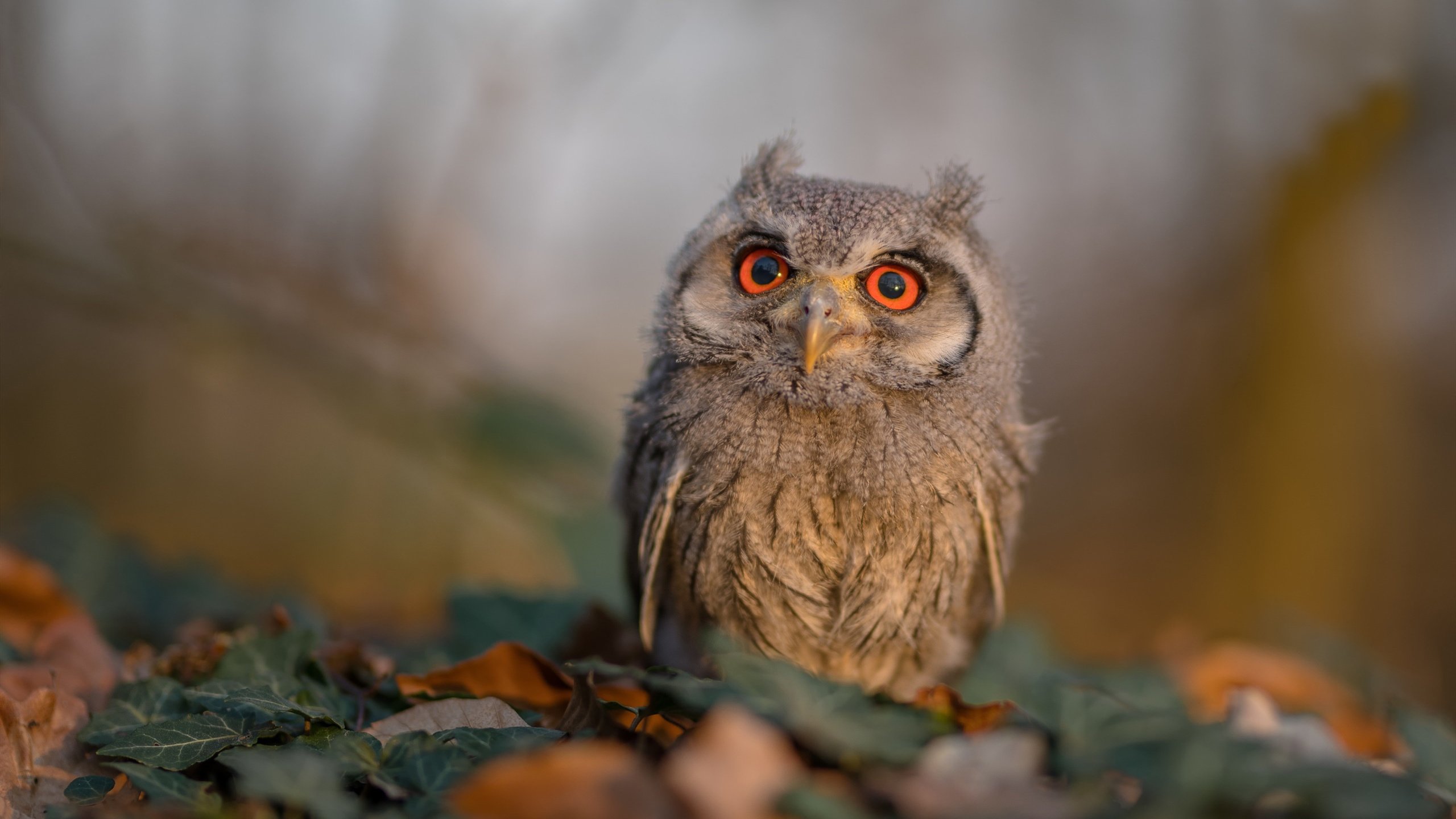 热血激情:球场上的战斗正酣畅淋漓,热血激情歌曲