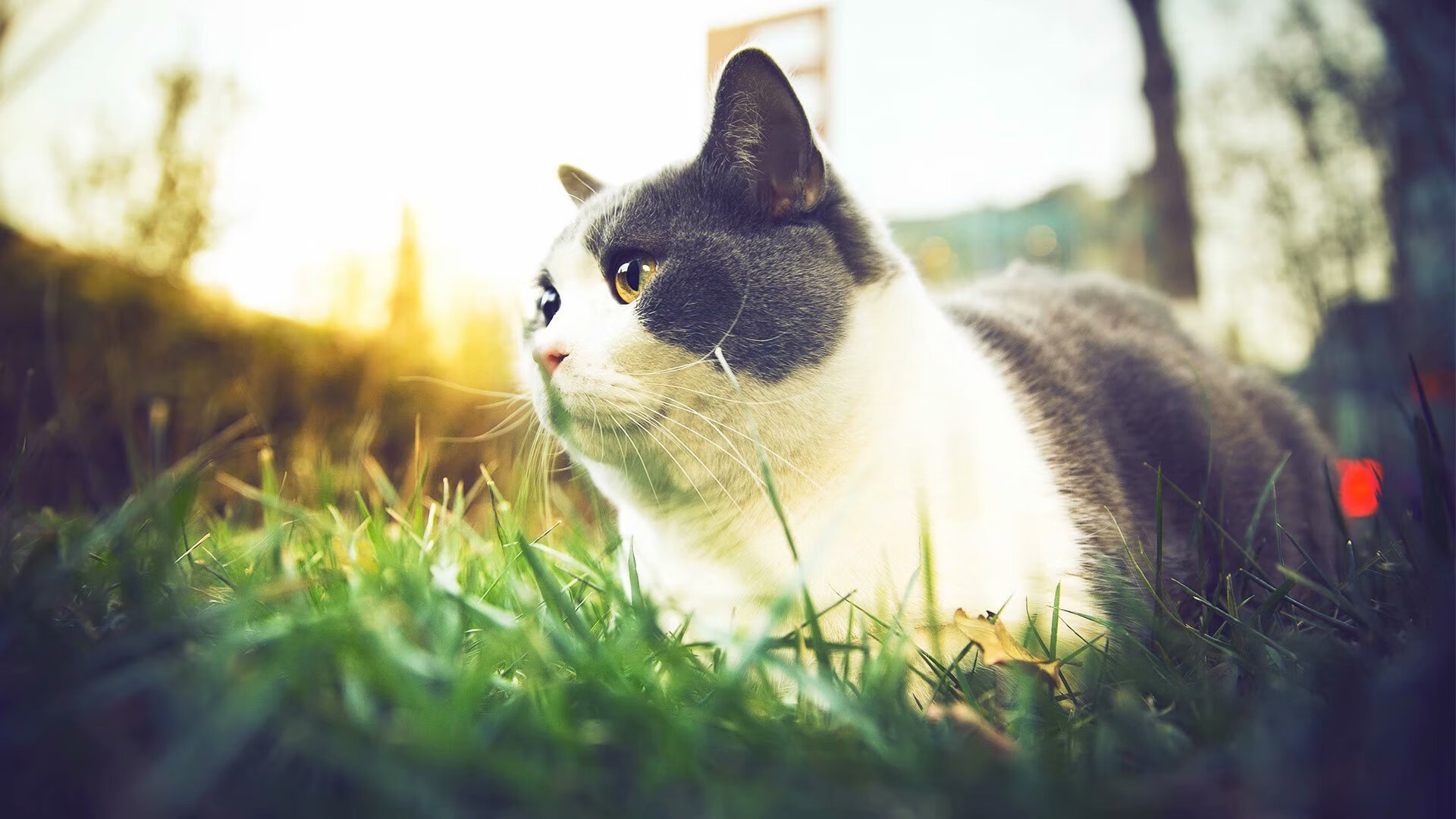 热刺遭遇连败,主帅下课传闻四起,热刺最新主帅