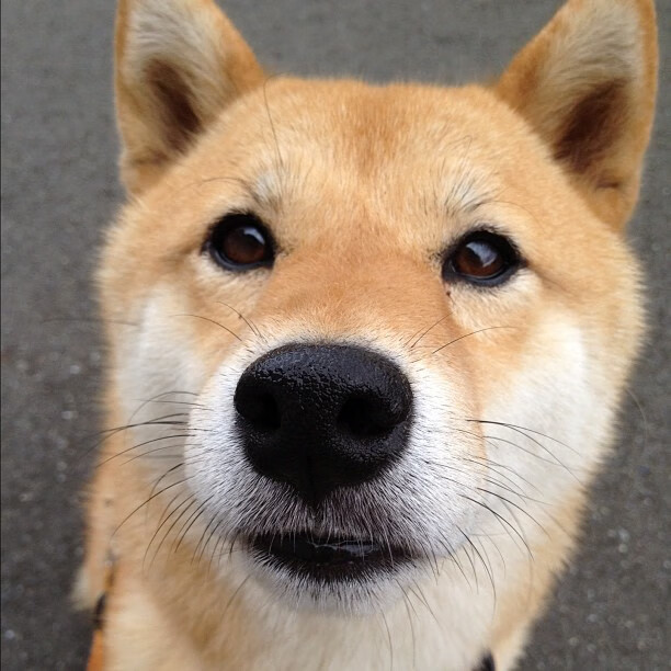 热刺遭遇连败,主帅下课传闻四起,热刺最新主帅