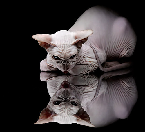 华体会app安装-热议F1赛车燃油改革引技术革命，f1赛车是烧油吗