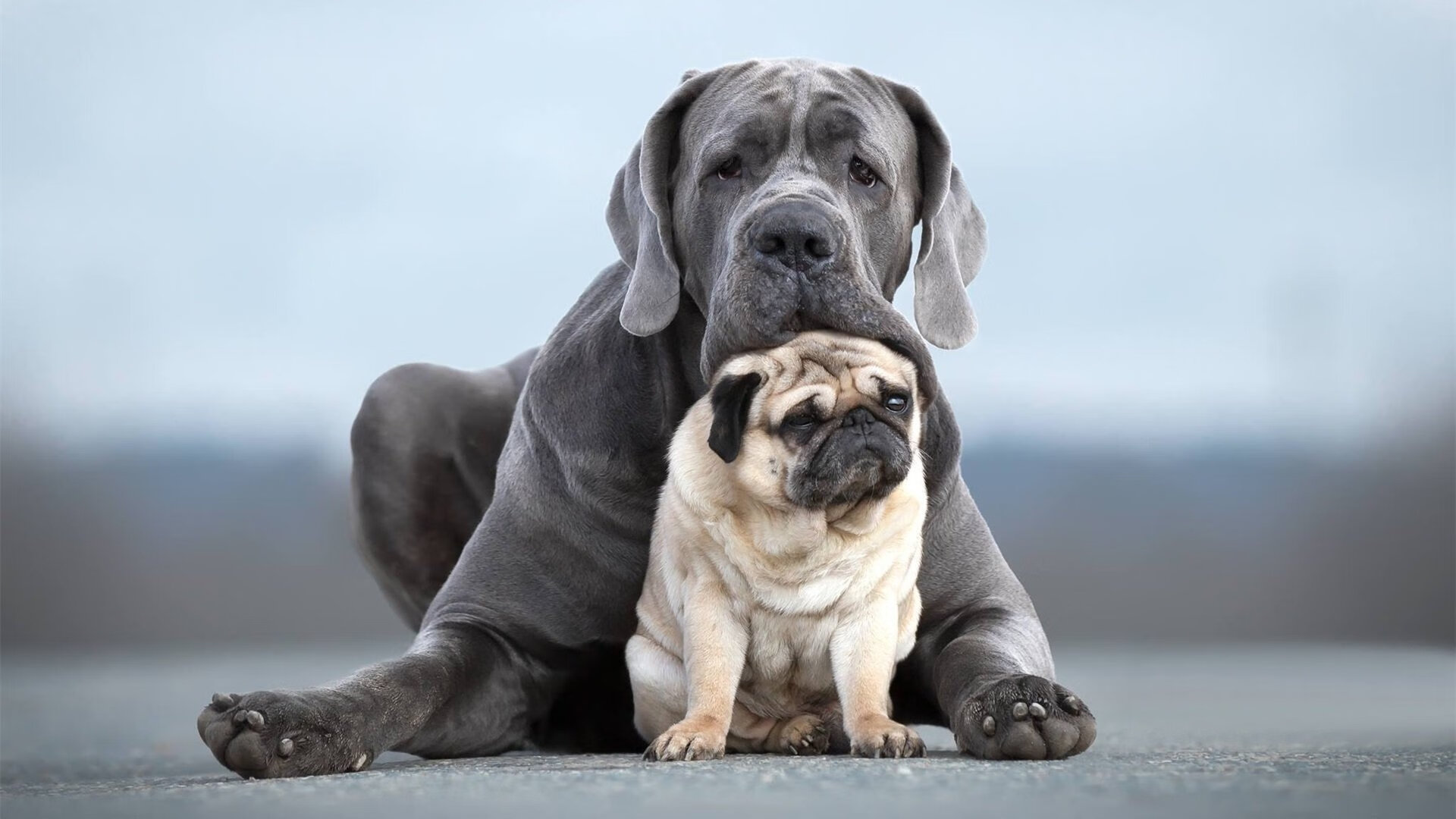 足球赛事的魅力在于不可预测的结果,足球的魅力在于未知