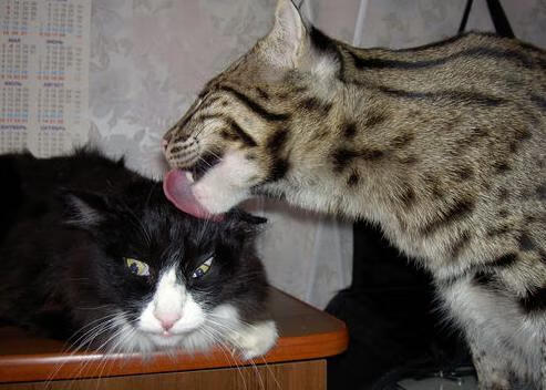 阿森纳提前锁定欧冠席位，终结多年等待，阿森纳提前锁定欧冠席位,终结多年等待的球员