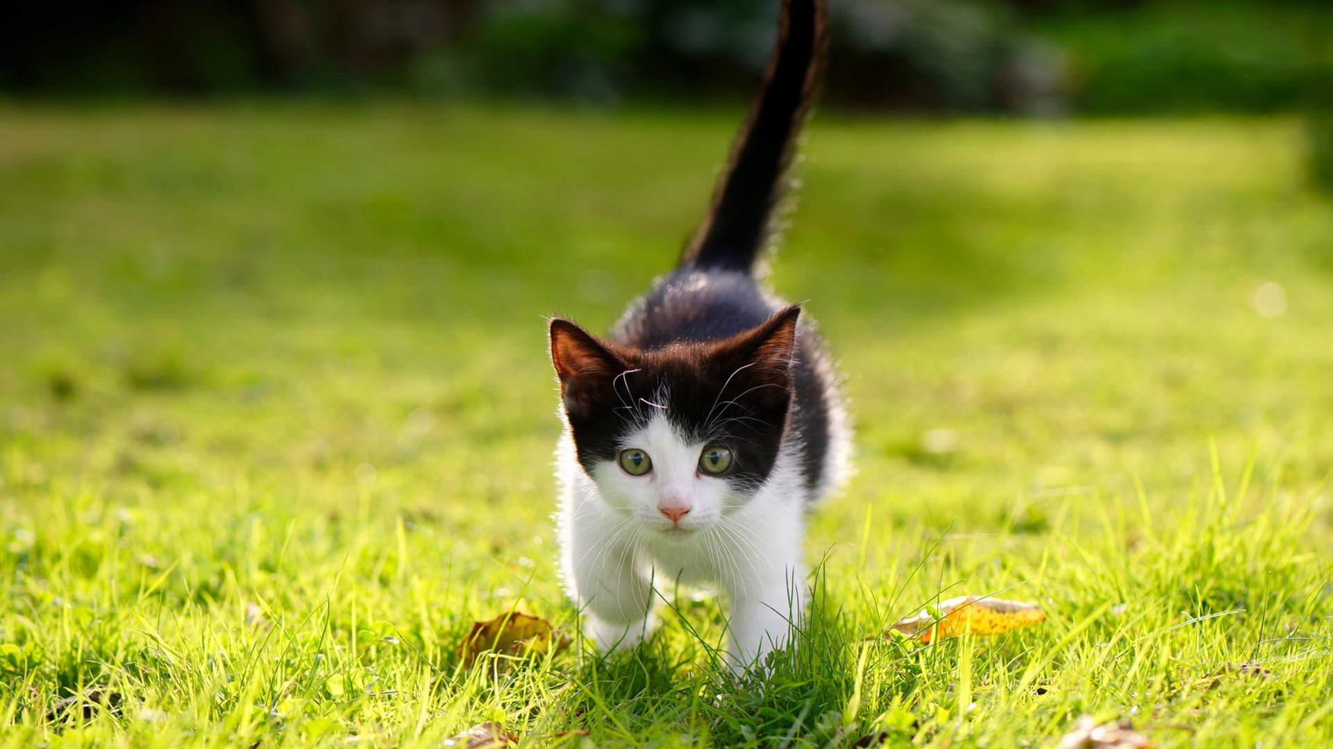 中超比赛节奏断裂点识别策略，中超抢断榜