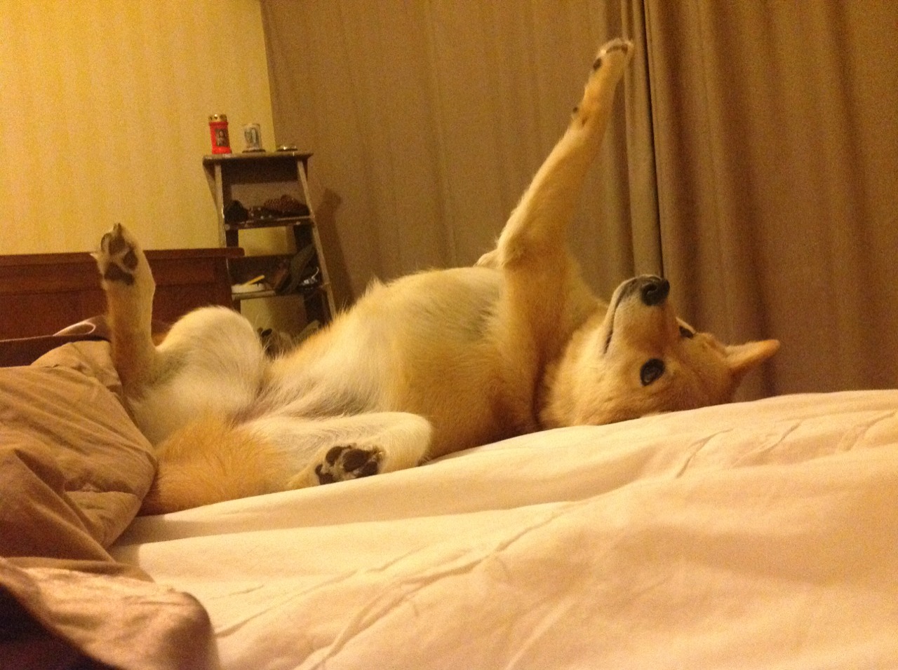 华体会在线-中国女篮核心球员状态爆发 带动全队前进，中国女篮十大杰出人物