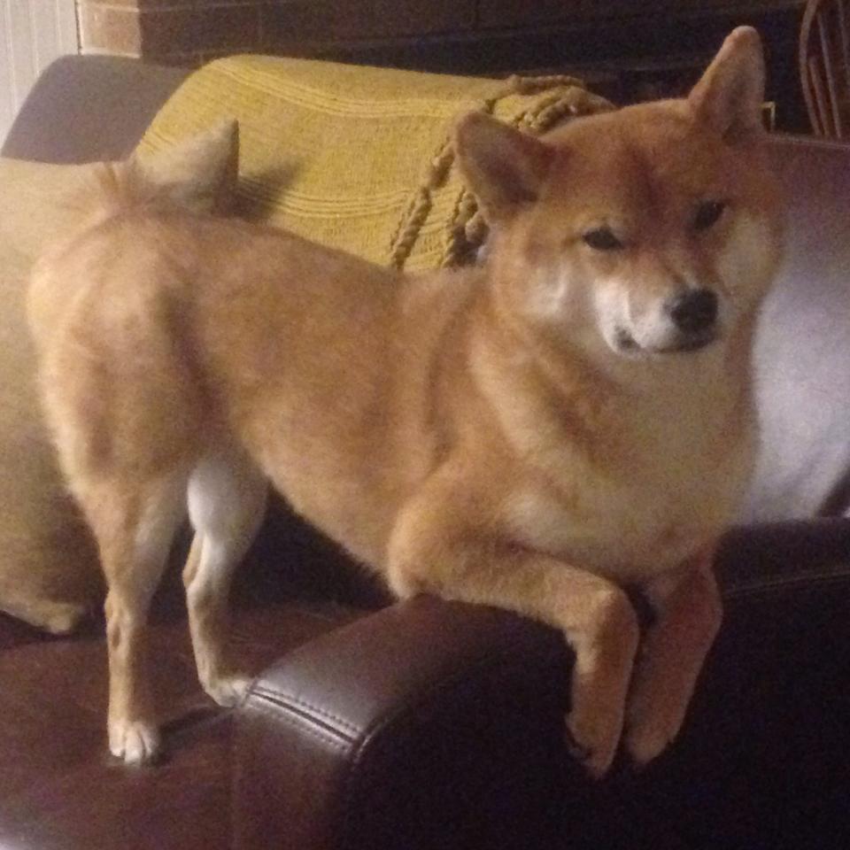 明星运动员担任体育博物馆推广大使,中国体育博物馆李静