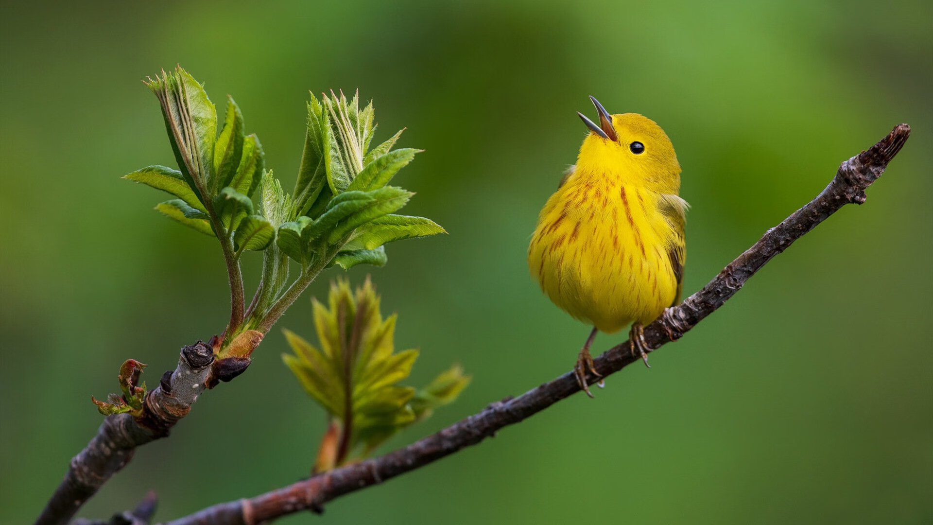 华体会hth官网入口-乌拉圭队整装待发，备战未来国际大赛