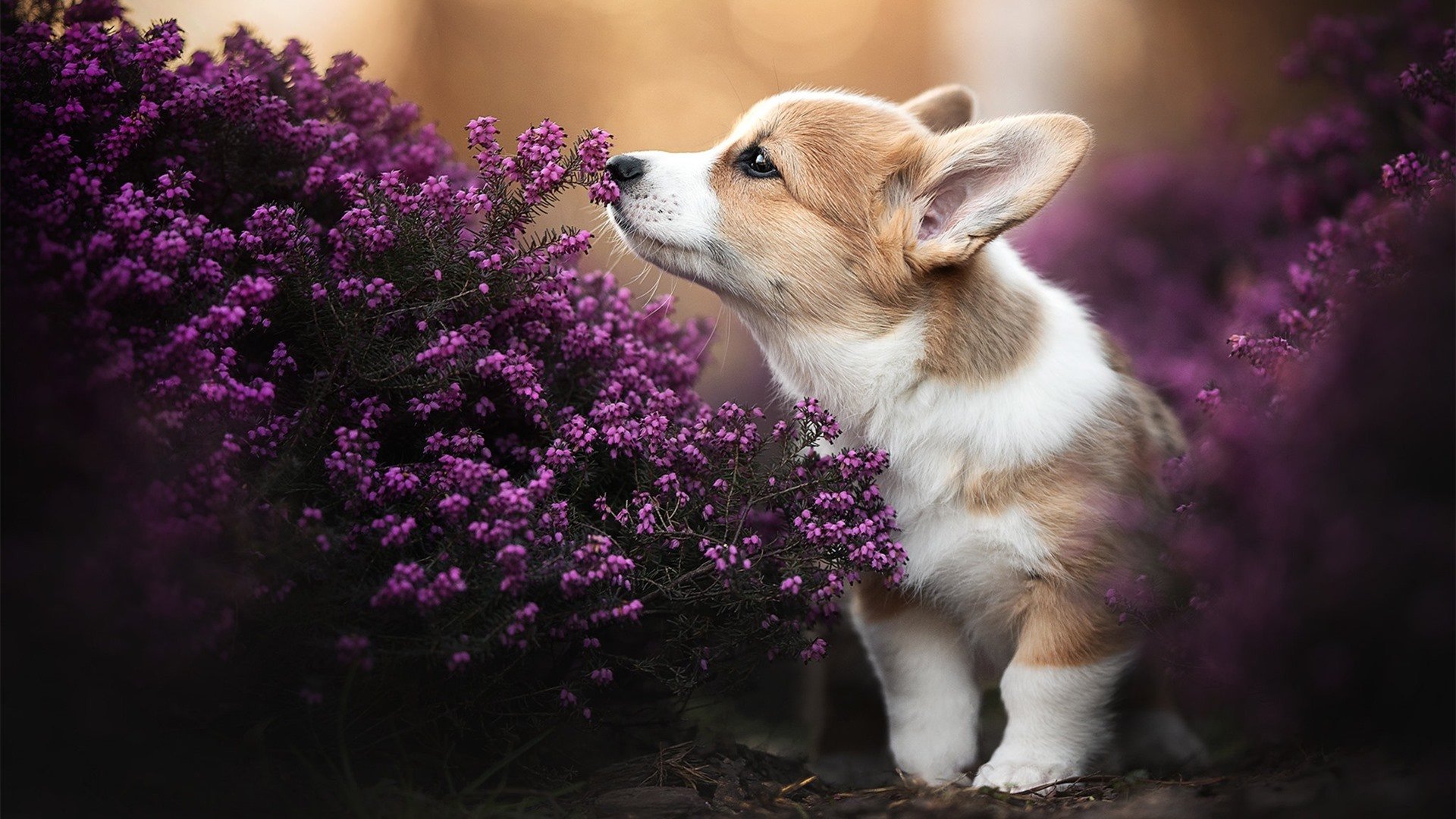 华体会hthapp登入-伤病来袭：内马尔本赛季报销