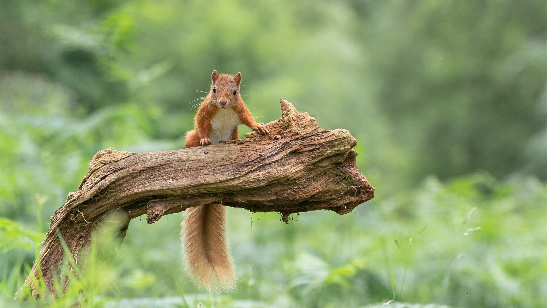 体育新闻中心解读新版足球联赛排名规则，足球联赛排面