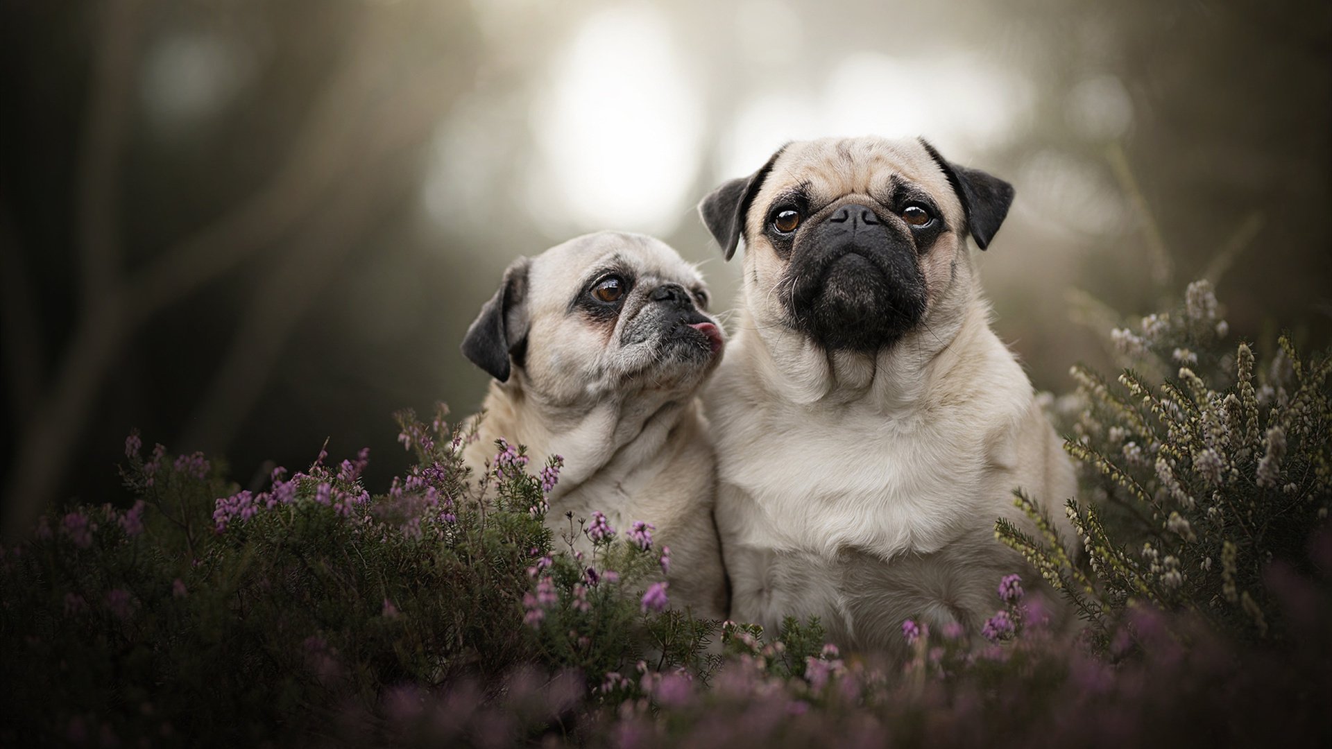 华体会手机在线-弗朗索瓦·斯图尔特：南非队的节奏调控者，决定比赛的攻防走向