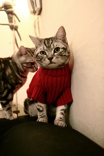 英超联赛的多渠道粉丝互动平台，英超联赛官方app