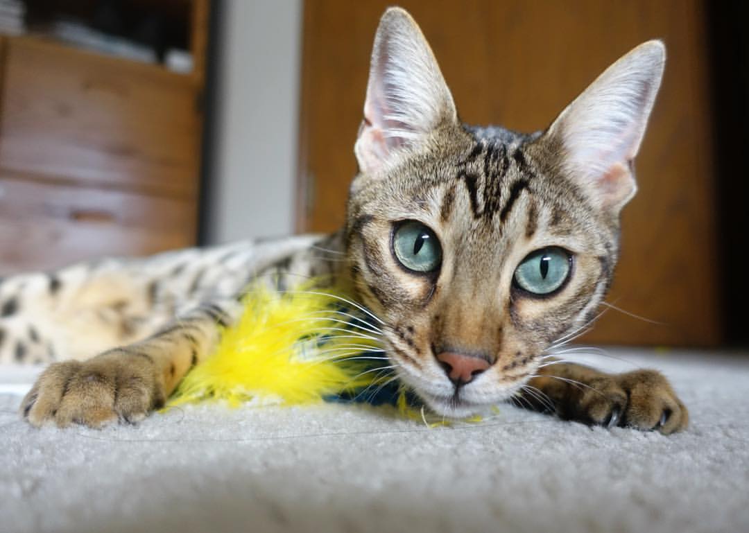 华体会hth在线登录-训练场设置高强度对抗环节提高球员抗压与快速应变能力，训练场设置方案